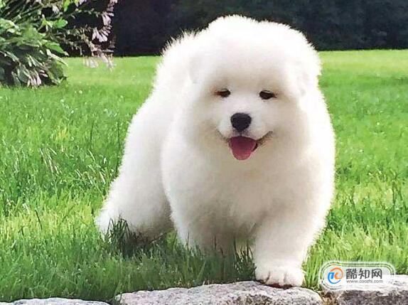 智商最高的狗第一名_哪种犬智商排第一名_十大适合家养的小型狗