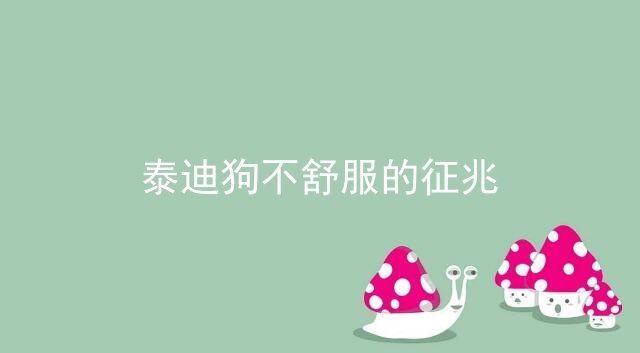 泰迪狗不舒服的征兆_泰迪狗怀孕的征兆_泰迪产前最明显的征兆