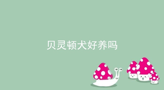 贝灵顿犬好养吗_贝灵顿犬_贝灵顿梗