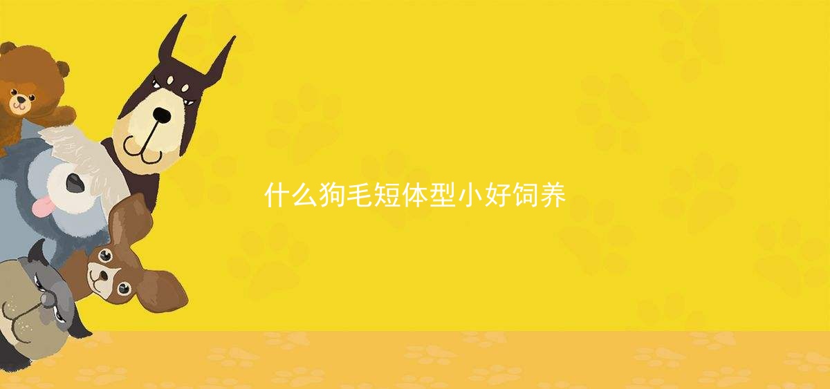 什么狗毛短体型小好饲养