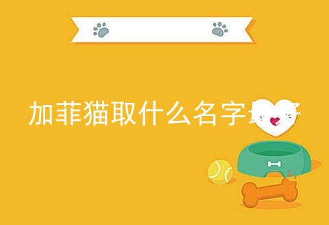 加菲猫取什么名字最好_加菲猫叫什么名字_加菲猫起名字带来幸运的名字