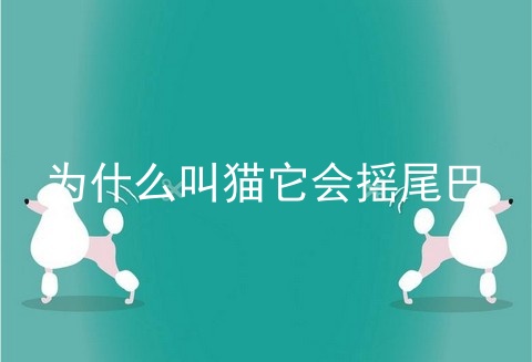 为什么叫猫它会摇尾巴_为什么叫猫咪名字它会摇尾巴_猫 摇尾巴尖