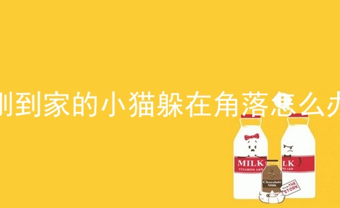 刚到家的小猫躲在角落怎么办_刚买的小猫怕人怎么办_猫到家就躲在角落不肯出来