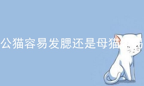 公猫容易发腮还是母猫容易_新手养公猫还是母猫_公猫母猫绝育都要多少钱