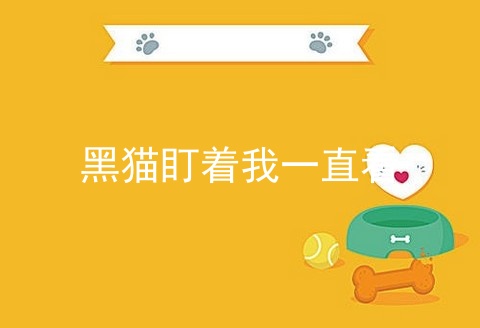 黑猫盯着我一直看_被黑猫盯着看民间说法_白天看见黑猫盯着我是什么预兆