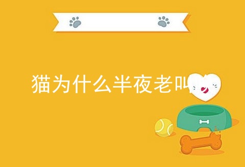 猫为什么半夜老叫唤_猫绦虫_猫咪晚上叫唤