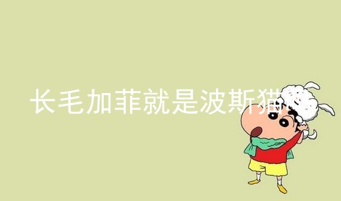 长毛加菲就是波斯猫吗_长毛加菲_波斯猫