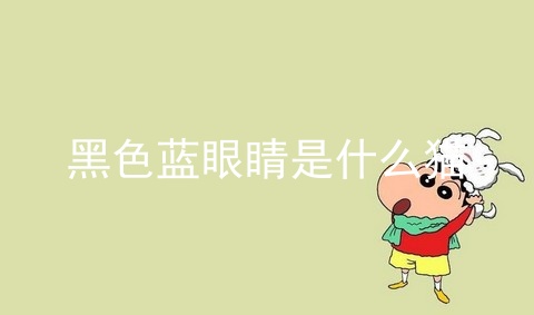 黑色蓝眼睛是什么猫_蓝眼睛的白猫是什么猫_孟买猫