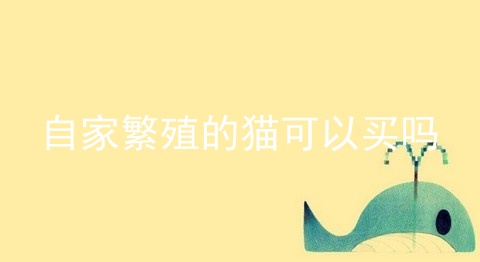 自家繁殖的猫可以买吗_1000块钱能买到美短吗_美短和英短的区别