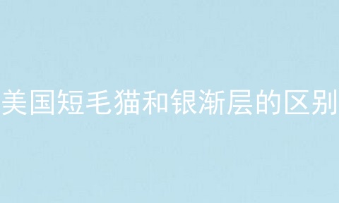美国短毛猫和银渐层的区别