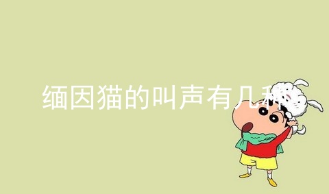 缅因猫的叫声有几种_缅因猫_缅因猫多少钱一只