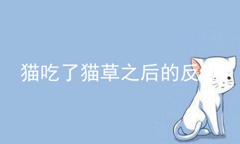 猫吃了猫草之后的反应_猫吃了猫草多久吐_猫咪吃了猫草是排出还是吐出来