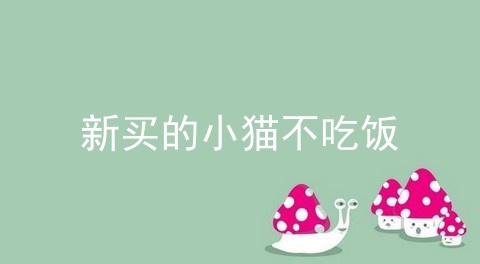 新买的小猫不吃饭_2个月的小猫能坚持多久不喂它_刚出生的小猫被大猫吃了