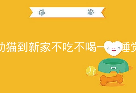 幼猫到新家不吃不喝一直睡觉_小猫到新家不吃不喝_新猫到家不吃不喝4天