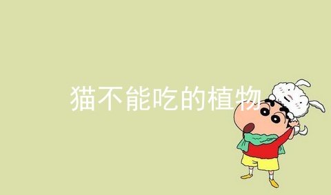 猫不能吃的植物_猫不能吃的食物文库_养猫不能养的植物
