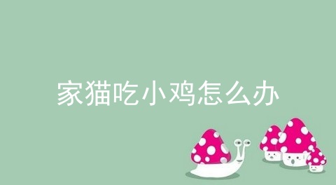 家猫吃小鸡怎么办_猫拉痢疾怎么办_公猫小鸡伸出来说明什么