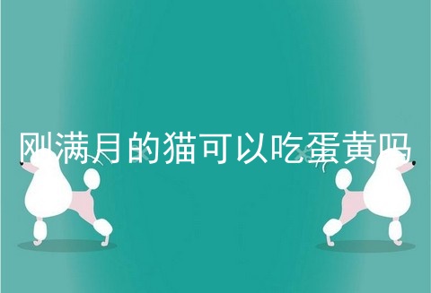 刚满月的猫可以吃蛋黄吗_幼猫可以吃蛋黄吗_小猫能吃蛋黄吗