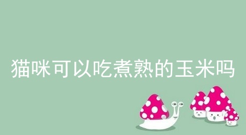 猫咪可以吃煮熟的玉米吗_猫可以吃熟玉米吗_猫咪吃玉米的后果 长期