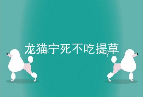 龙猫宁死不吃提草_龙猫_龙猫几天不吃东西会死