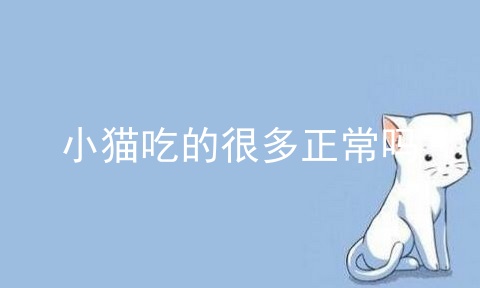 小猫吃的很多正常吗_小猫肚子圆鼓鼓的但一直在吃_一个月的小猫咪能吃猫粮吗