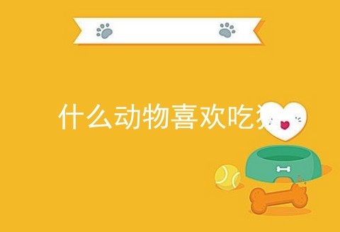 什么动物喜欢吃猫_什么动物吃猫_生活中常见的动物喜欢吃什么