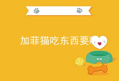 加菲猫吃东西要喂_加菲猫_加菲猫一天吃多少