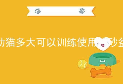 幼猫多大可以训练使用猫砂盆_如何训练幼猫晚上不叫_捡回来的小猫担心不会用猫砂盆