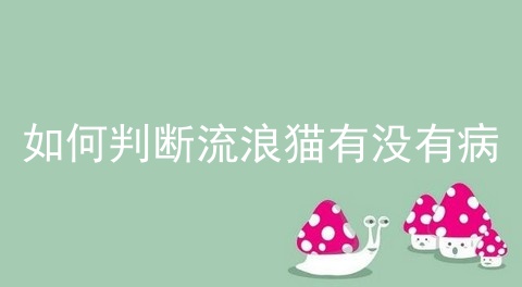 如何判断流浪猫有没有病_绝对不要收留流浪猫_猫绦虫