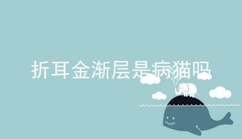 折耳金渐层是病猫吗_折耳金渐猫_金渐层的眼睛